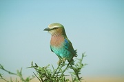 Indian roller Magnet