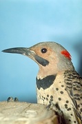 Male flicker Poster