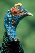 Ocellated turkey Magnet