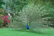 Peacock Magnet