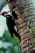 Pileated woodpecker Magnet