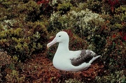 Royal Albatross Magnet