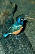 South African starling T-Shirt