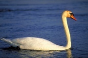 Swan Magnet