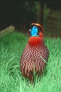 Temminck's tragopan Magnet