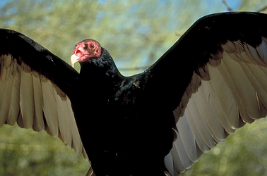 Turkey vulture
