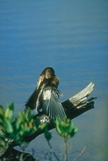 Anhinga Magnet