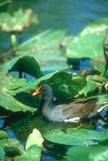 Common Gallinule Magnet