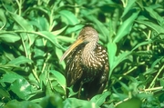 Limpkin Magnet