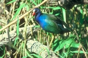 Purple Gallinule Magnet