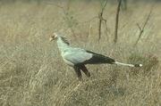 Secretarybird Magnet