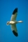 Greater Snow Goose picture