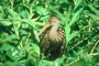 Limpkin picture