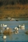 Snow Goose picture