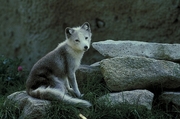 Arctic fox Mousepad