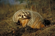 Badger Magnet