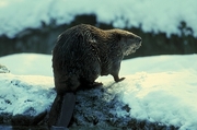Beaver Magnet