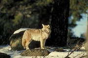 Coyote Mousepad