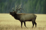 Elk Magnet