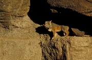 Gray fox T-Shirt
