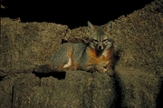 Gray fox Mousepad