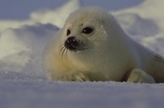 Harp seal Magnet