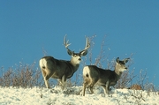 Mule deer Magnet