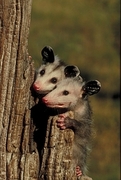 Opossum T-Shirt