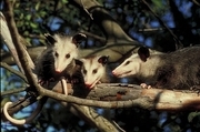 Opossum Magnet