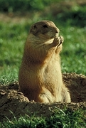 Prairie Dog Magnet