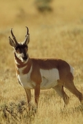 Pronghorn antelope Magnet