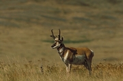 Pronghorn antelope Magnet