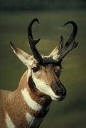 Pronghorn antelope Magnet
