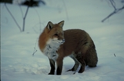 Red Fox T-Shirt