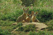 San Joaquin kit fox T-Shirt