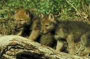 Timber wolf Magnet