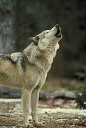 Timber wolf Magnet