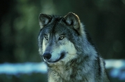 Timber wolf Magnet