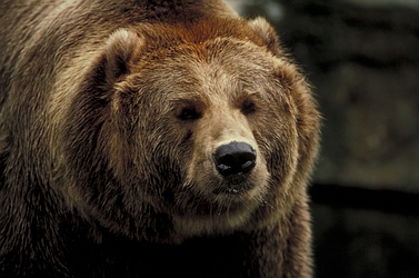 Grizzly Bear