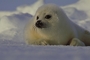 Harp seal picture