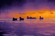 American Widgeon Magnet