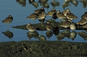 Dowitcher Magnet