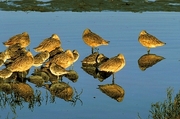Longhill Curlew Magnet