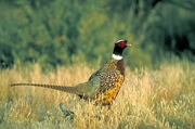 Ring Neck Pheasant Magnet