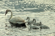 Trumpeter Swan Magnet