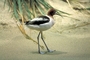 American Avocet picture