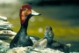 Redhead Duck picture