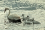 Trumpeter Swan picture