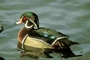 Wood Duck picture