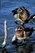 Wood Duck picture